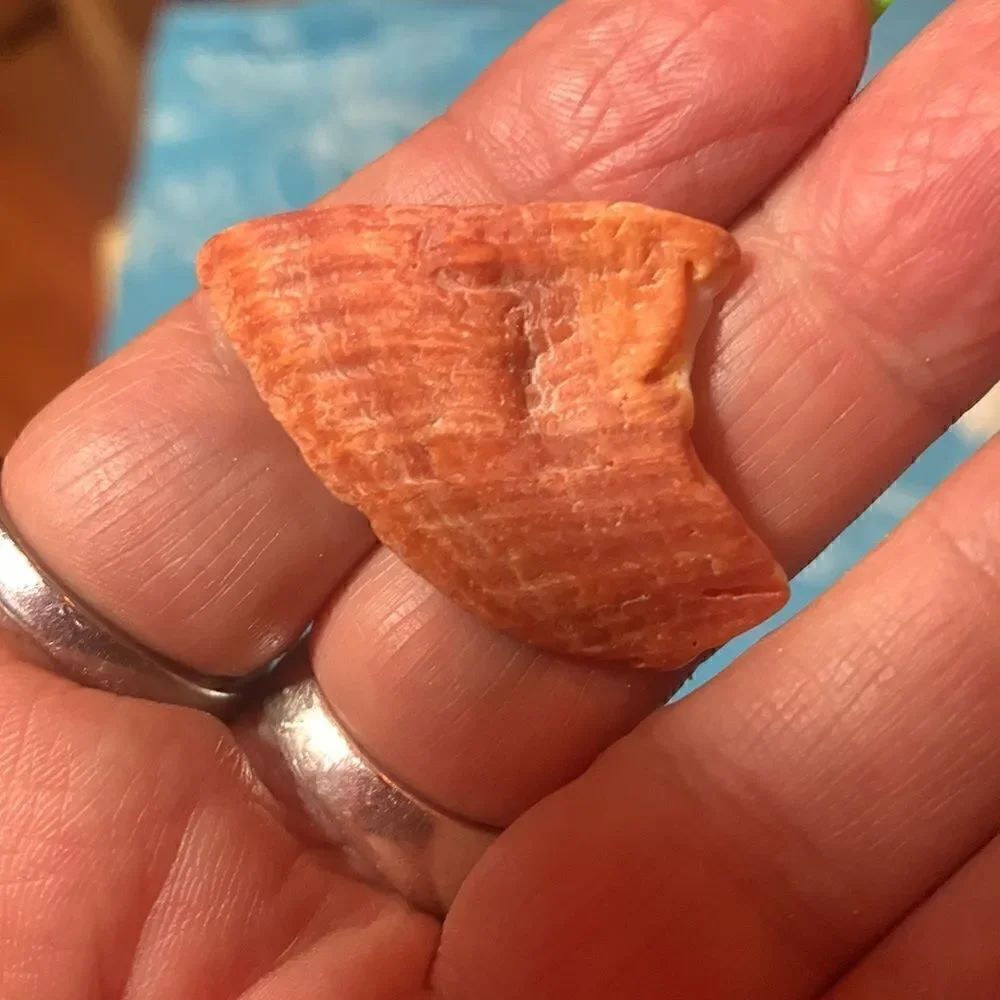 Bundle of Small Sea Shells From Bahamas - Picture 10 of 11